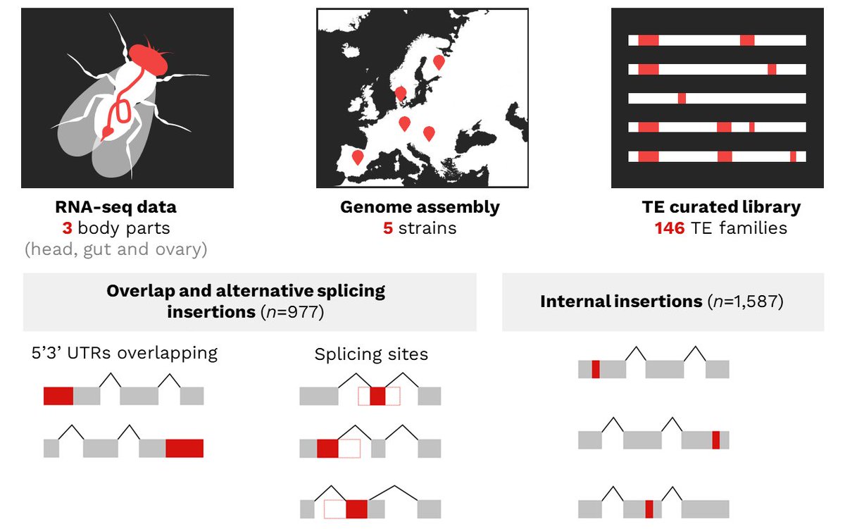 🆕New lab pre-print on 𝗴𝗲𝗻𝗲-𝗧𝗘 𝗰𝗵𝗶𝗺𝗲𝗿𝗶𝗰 𝘁𝗿𝗮𝗻𝘀𝗰𝗿𝗶𝗽𝘁𝘀 𝗶𝗻 𝘿𝙧𝙤𝙨𝙤𝙥𝙝𝙞𝙡𝙖! [biorxiv.org/content/10.110…]
We've implemented a pipeline to detect, quantify and characterize gene-TE chimeras in 3 body parts of 5 strains using RNA-seq data: 2,169 transcripts!