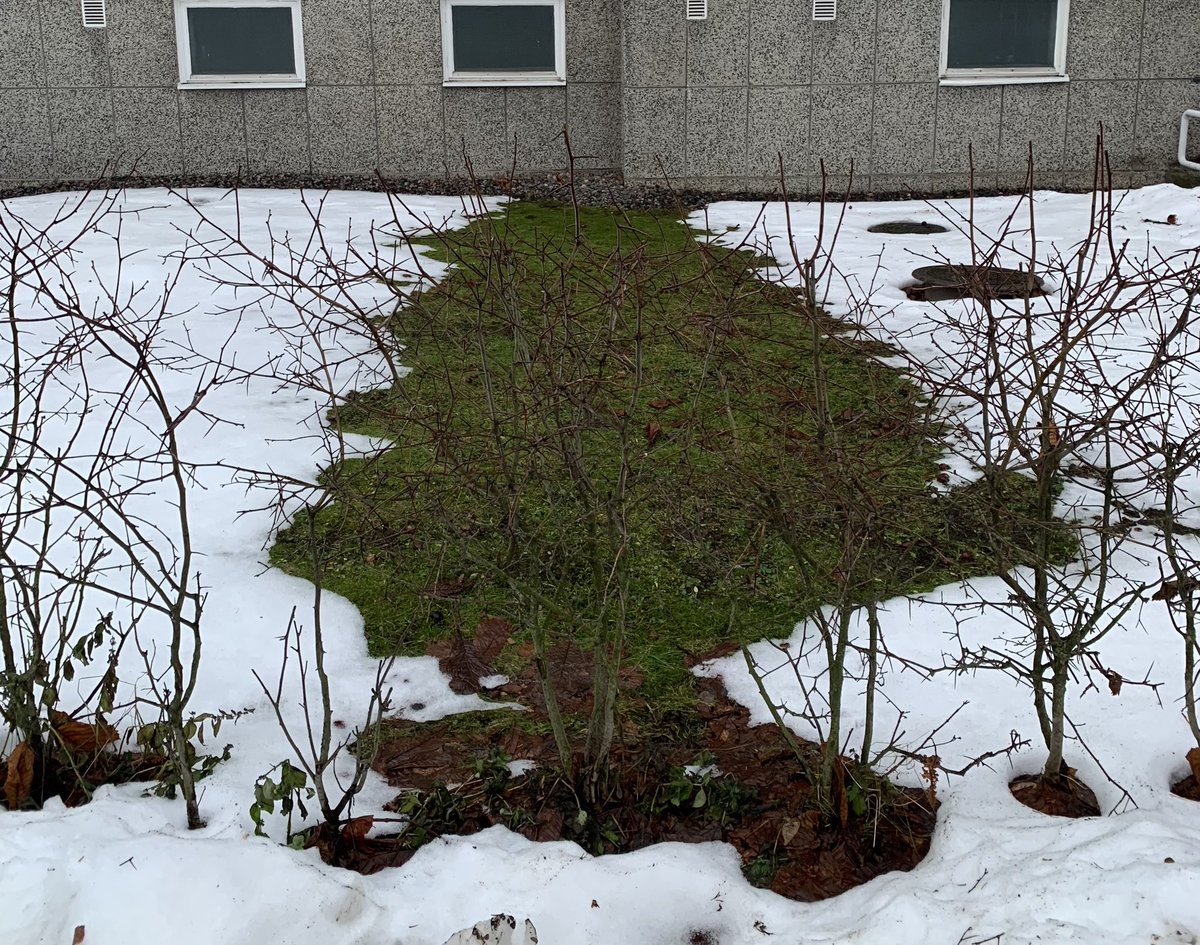 Joulukuusen (näköisen taideteoksen) kotipihalle tarjoaa kaukolämpöjärjestelmä viimeistä kertaa. Kaukolämpö 3 - maalämpö 1. Maalämpö voitti tehokkuudellaan.