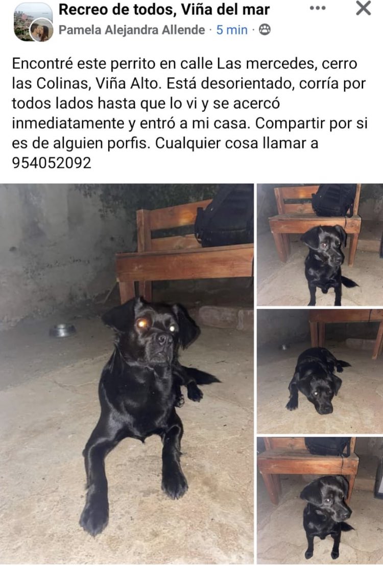 vannepaulynna's tweet photo. POR FAVOR DIFUNDAN, ES IMPORTANTE. ‼️‼️ 

ES UN HILO DE ANIMALITOS PERDIDOS, PARA QUE LE DEN RT A LOS DEMÁS TWEETS, GRACIAS.

#ViñadelMar #IncendioForestal #Valparaíso #incendio #AnimalitosPerdidos #mascotasincendio https://t.co/rymuQ7eEkl