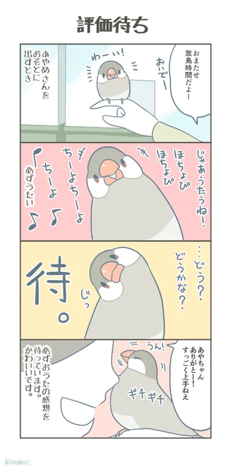 かわいいあやめさん。

#Buncho #javasparrow #文鳥 