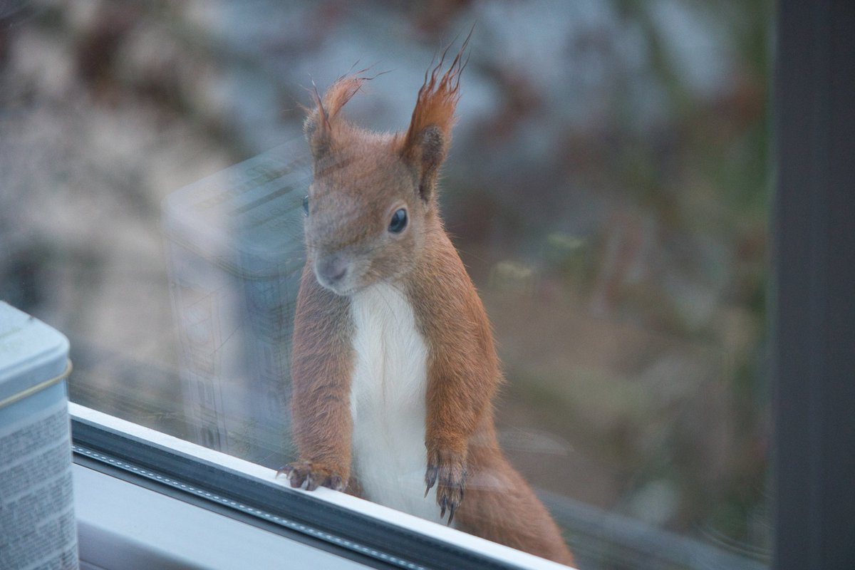 Unser Besuch heute beim Frühstück:
(hat auch was zu Naschen bekommen)