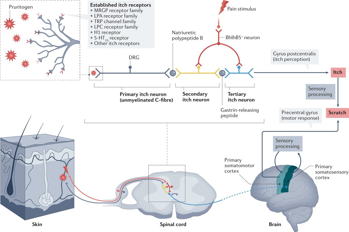 Nature Reviews Gastroenterology & Hepatology on Twitter "JAN ISSUE