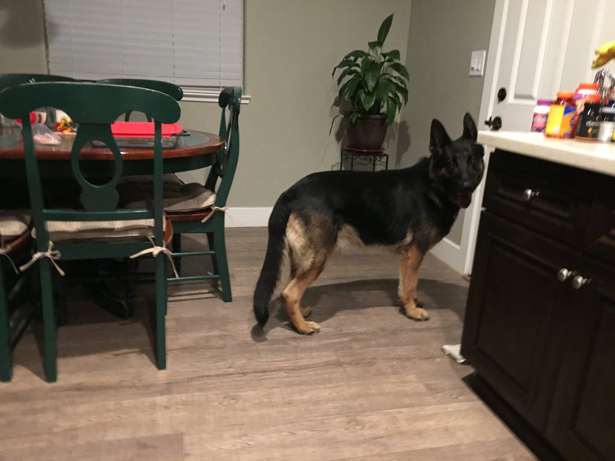 scaredeeecat's tweet photo. @oldmonky00 Snuck him into your house while you were busy being drunk https://t.co/GWYJsupxWg