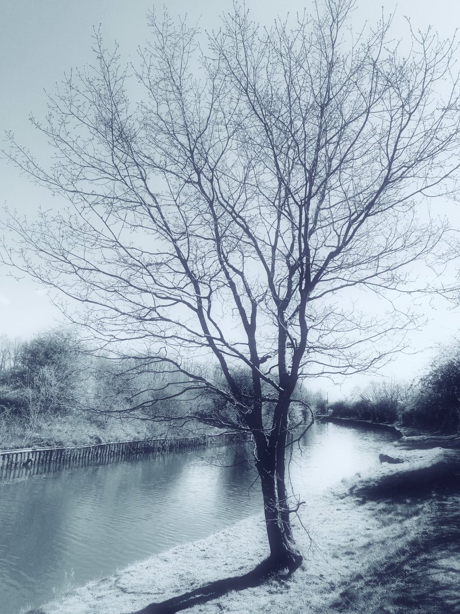 #winter #canalwalks #NaturePhotography #blackandwhitephotography
