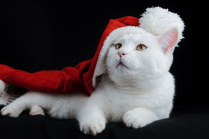 AuCoeurAnimaux's tweet photo. L'association Au coeur des animaux vous souhaite par avance, un très bon et joyeux Noël. Puissent la paix et l'amour entrer dans vos maisons. Que les animaux du monde puissent vivre paisiblement. https://t.co/prtKl6ywxb