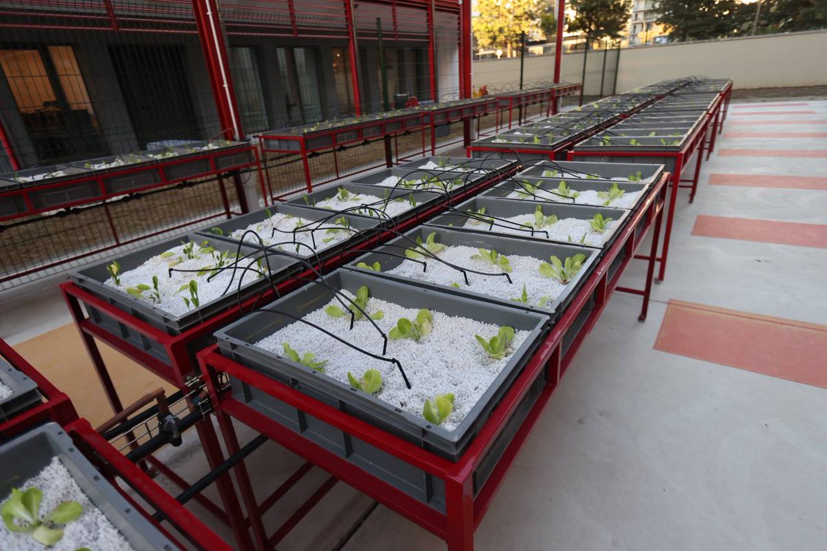 Tectum Garden tweet media