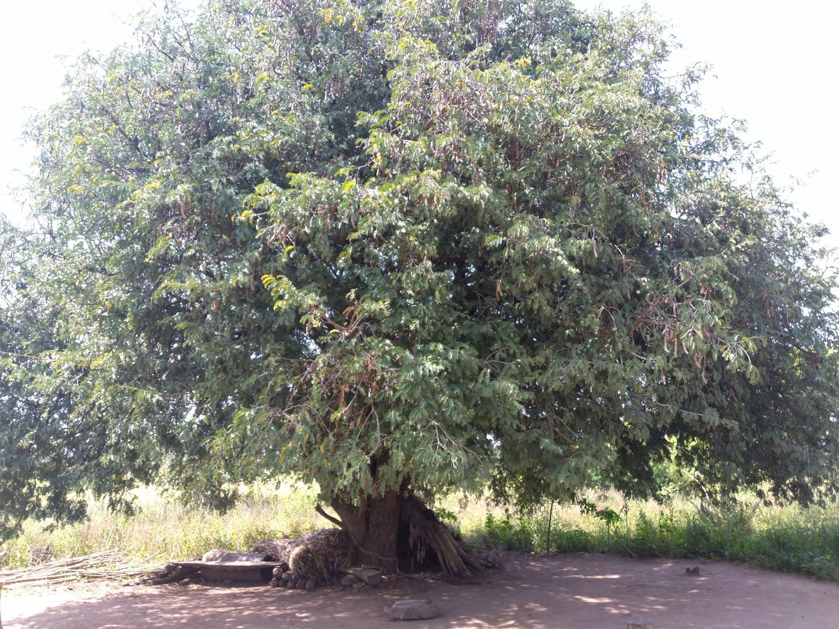 LoneWalker_256's tweet photo. One of the most sweetest tamarind fruit at home and of course with so many health benefits. Reasons why we need to conserve #medicinaltrees and trees in general for their rich ecosystem services.
#trees #medicinaltrees #tamarind #conservetrees https://t.co/LntDvHtmf5