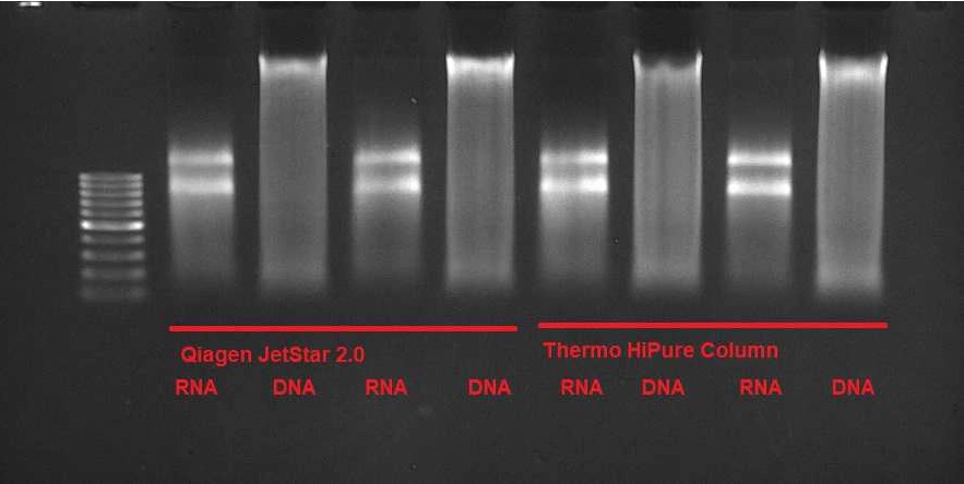 buchner_dominik's tweet photo. Just published our new protocol for co-extracting RNA and DNA from soil and sediment on https://t.co/ssy7fTXuBQ. High-quality samples for downstream analyses. Check it out: https://t.co/v5Q6IIngp8 #soilmicrobiology #RNA #DNA #protocolsio @leeselab  1/5 https://t.co/NyzgwsYbZ6