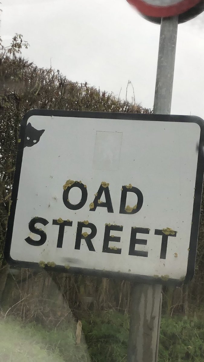 DistressedSigns's tweet photo. That Cats back on the signs again. Post if you see one in your area🐈‍⬛🙀 https://t.co/uHmgZwZdKA
