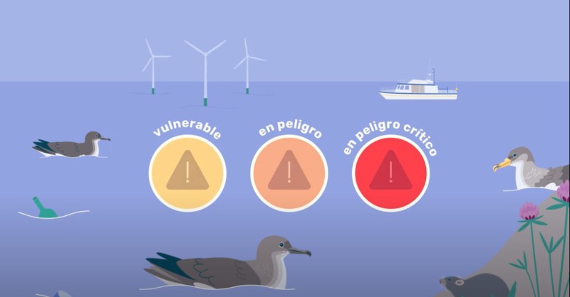 SEO_BirdLife's tweet photo. Tras dos años de andadura, el proyecto #Pardeles culmina con la presentación de un borrador de estrategia de conservación para las pardelas, identificando las principales acciones a desarrollar o mantener.🗒⤵
🎣#Bycatch #OceanAlert
@FBiodiversidad