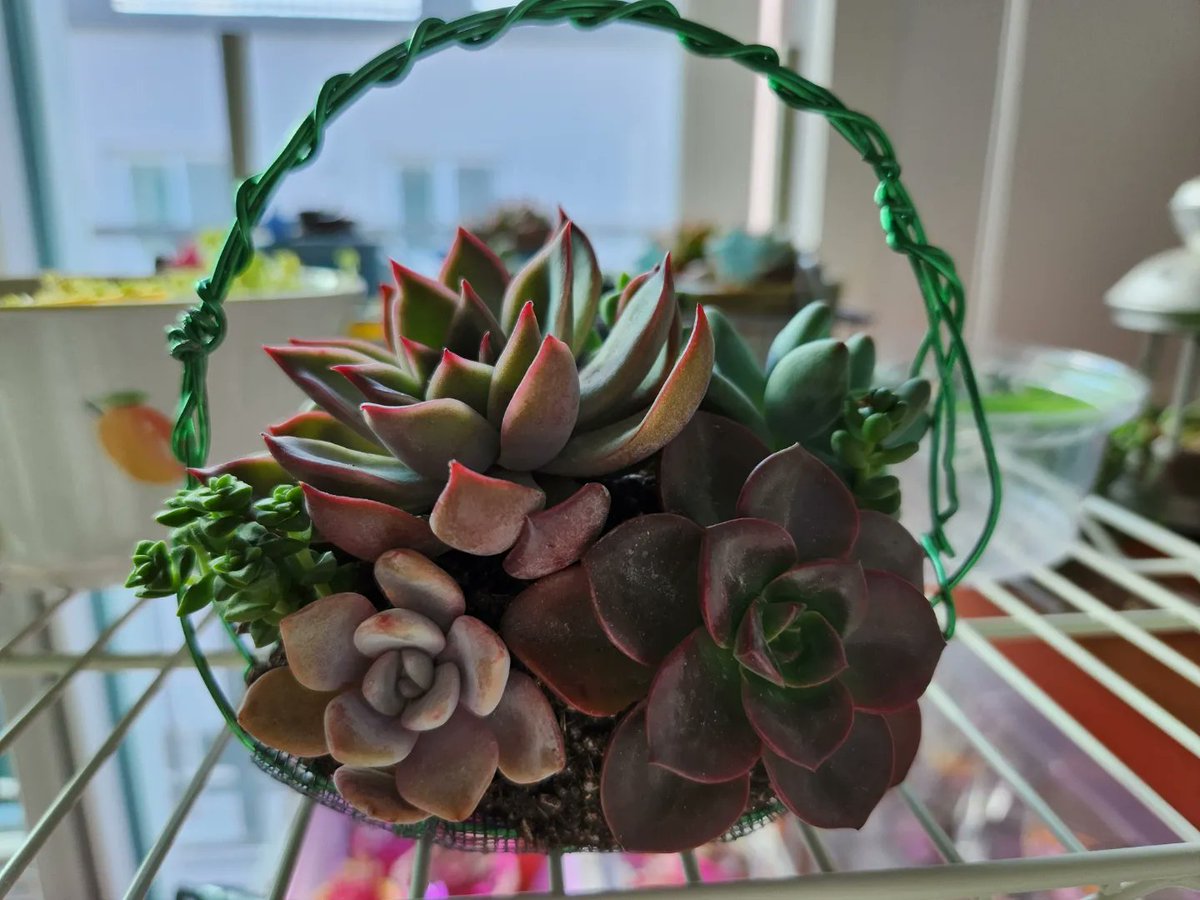 dabeemam's tweet image. 추운겨울
집에서 흙놀이하며 힐링해요🤗
#다육아트 #다육이바구니