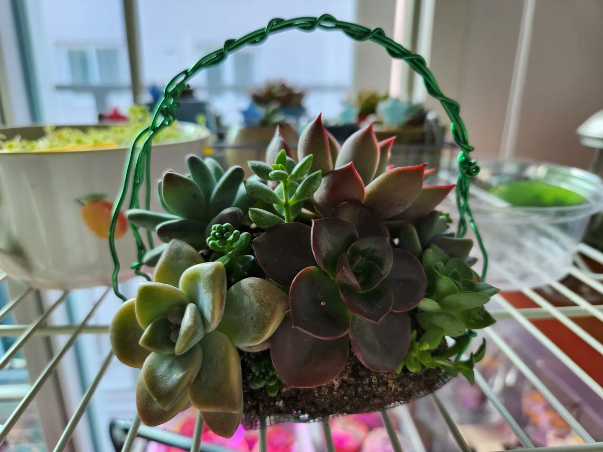 dabeemam's tweet image. 추운겨울
집에서 흙놀이하며 힐링해요🤗
#다육아트 #다육이바구니