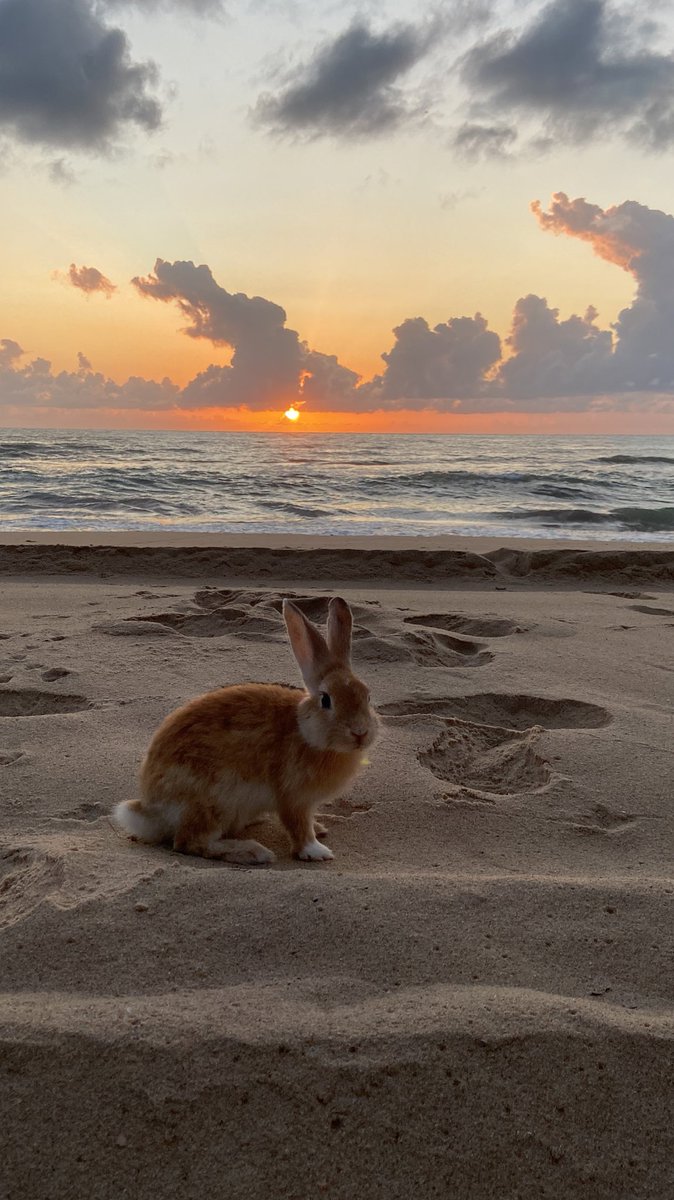 Julio the Artist 🦕🌿 on Twitter "Beach Bunny
