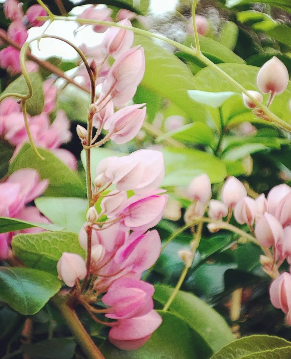 Stargazer2015's tweet photo. Smilax Flowers

#smilax #weddingflowers #unforgettablefloral #sony #promo #executiva #bang #collegestationwedding #smilaxaspera #weddinginspiration #weddingflorals #virgin #nature #weddings #southernbride #southerncharm #collegestationweddingflowers #houstonweddingflowers https://t.co/mUjGMTt6qI