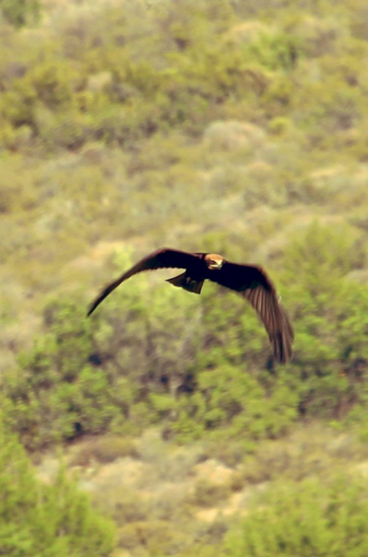 birdsgraph's tweet photo. Marsh Harrier ( saz delicesi ) from my summer photos. - iris gölü sulak alanı
#birdphotography #birdwatching #bird #trakus #hangitür #birding #birdsofturkey https://t.co/mKxod82zXg