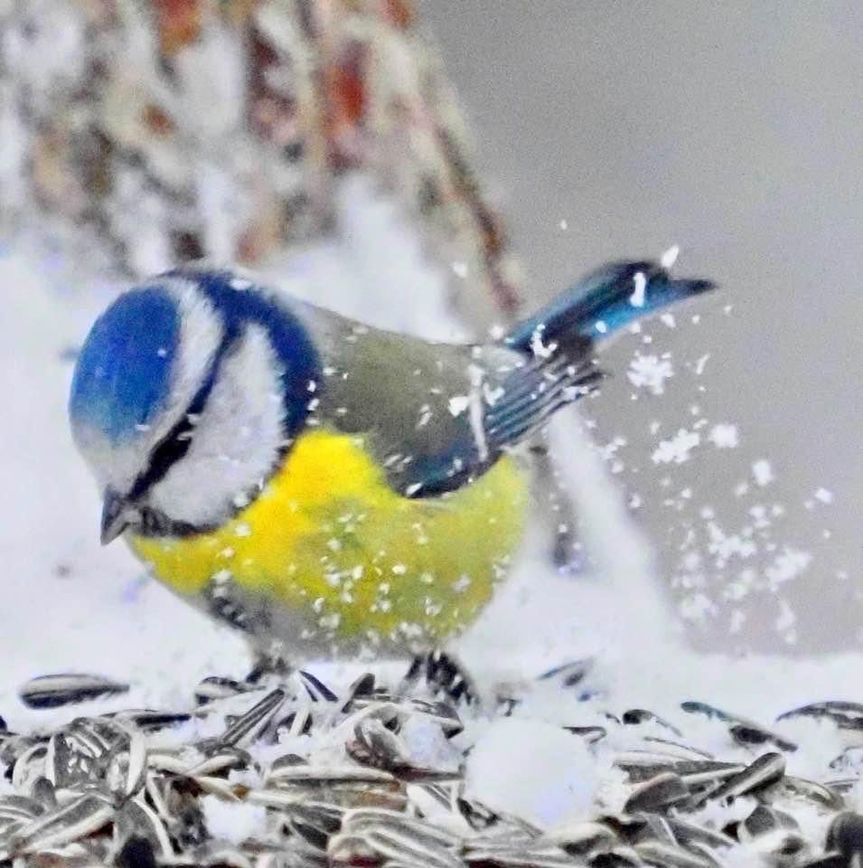 ElliAaltonen's tweet photo. Hyvää Joulua! God Jul! Tätä entisen työkaverini Arton ottamaa erinomaista valokuvaa voisi katsoa loputtomiin. Sen värit tuovat myös toiveen vuodelle 2023. Ei sotaa, vaan rauhaa. https://t.co/OaSEhplgyT