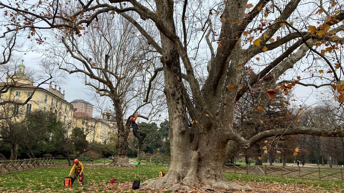 Maisons du Monde Foundation (@mdm_foundation) on Twitter photo Cette semaine, nous étions à Milan pour rendre visite à notre partenaire l'<a href="/unimib/">Università degli Studi di Milano-Bicocca</a>. Dans le parc Giardini Indro Montanelli, nous avons pu en apprendre plus sur les arbres anciens, véritables habitats de la biodiversité urbaine du parc. + d'infos : bit.ly/3v Cette semaine, nous étions à Milan pour rendre visite à notre partenaire l'<a href="/unimib/">Università degli Studi di Milano-Bicocca</a>. Dans le parc Giardini Indro Montanelli, nous avons pu en apprendre plus sur les arbres anciens, véritables habitats de la biodiversité urbaine du parc. + d'infos : bit.ly/3v