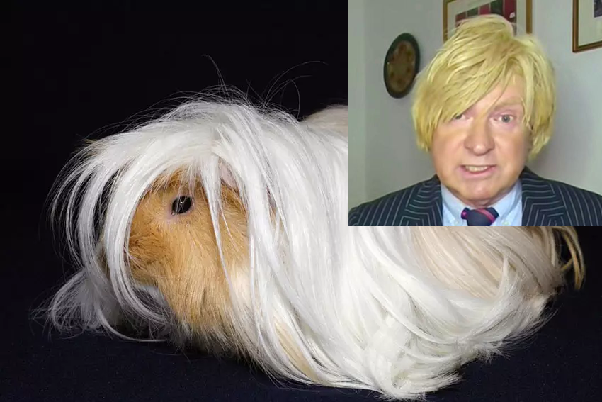 BrexitComedy's tweet photo. Last minute Xmas shopping? 

REMEMBER:

A GUINEA PIG IS FOR LIFE, NOT JUST FOR CHRISTMAS https://t.co/TJfpeKAvoy