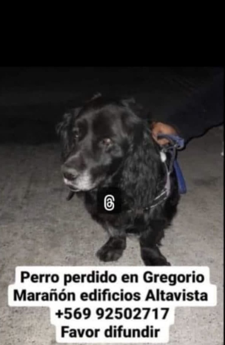 carolinapinoc's tweet photo. #PerritoExtraviado #Incendio RT https://t.co/tXoEIUwlk4