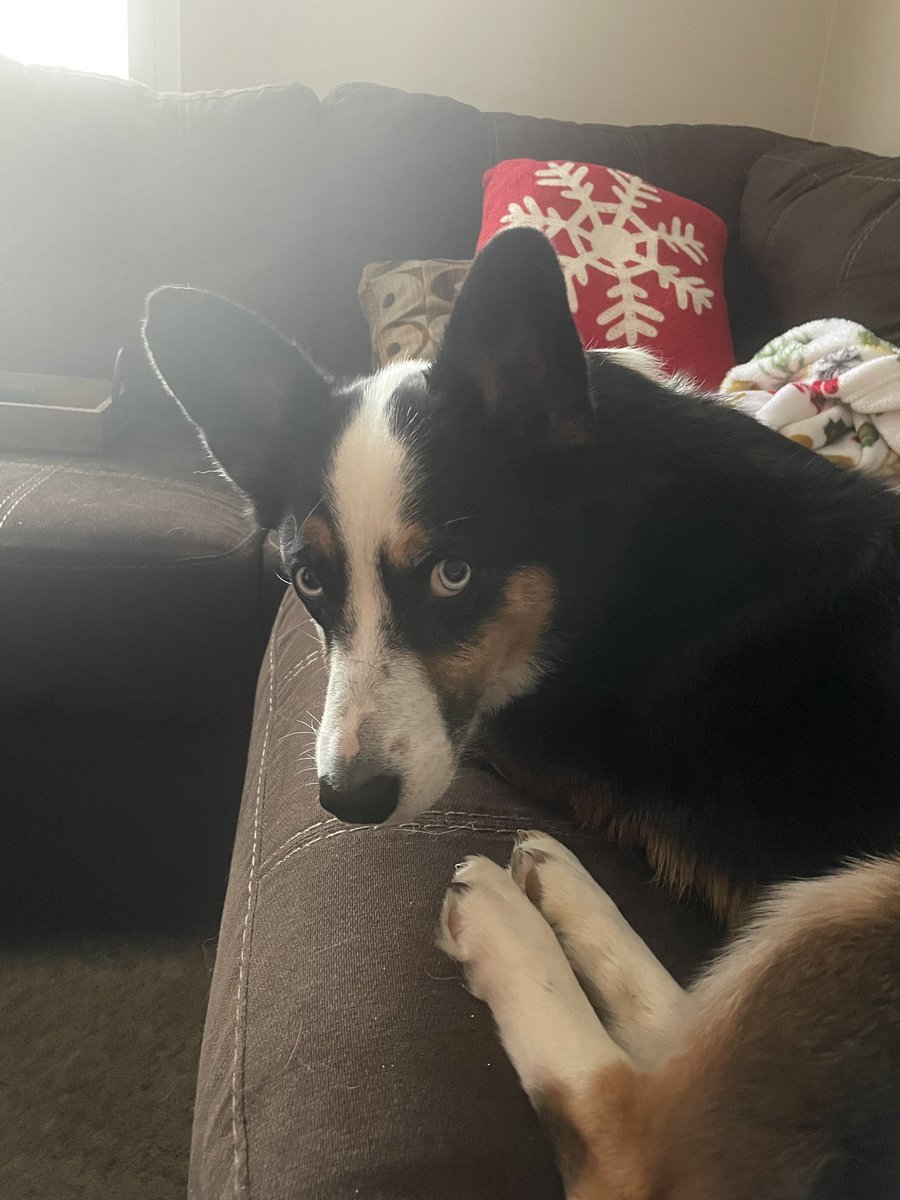 Spending this cold snowy morning with Luna 💕 #snow #winter #corgi #hopingtoadopt #journeytoparenthood