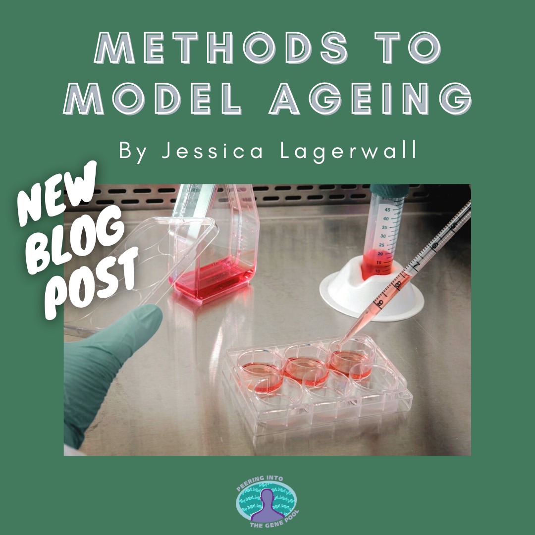 inthegenepool's tweet photo. Swipe to see how scientists model the ageing process 🤓🧪 see the full article on our blog (link in bio) 🧫  
#ageing #aging #transcriptomics #invitro #cellculture #drosophila #science #biology #education #peeringintothegenepool #scicom #sciencecommunication #blog #scienceblog https://t.co/MpixSwd6Nz