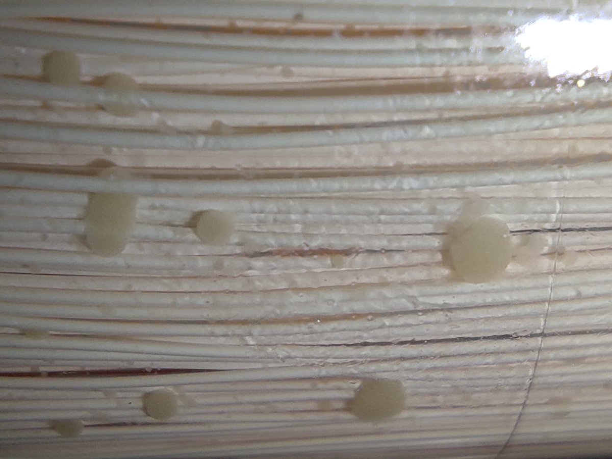 KDBIO_SAS's tweet photo. @MesenchymalCell Primary MSCs do not seem to proliferate to any great extent when cultured continuously in a hollow fibre bioreactor.  Large amounts of EVs can be regularly collected. https://t.co/7egoapeBAQ https://t.co/72ojNPScmp