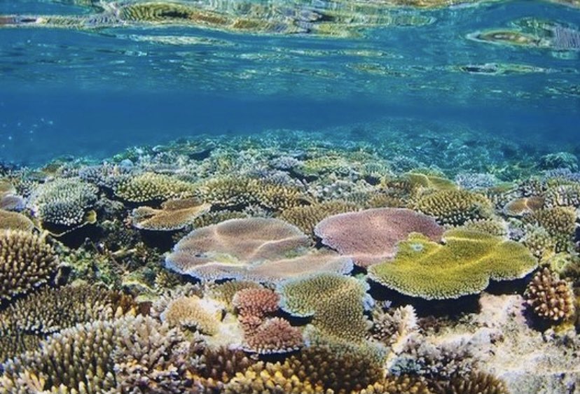 Corals 4 Conservation tweet media