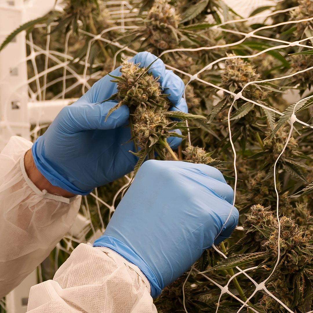 ONCannabisStore's tweet photo. For Strains Limited Cannabis master grower Andrew Maharaj, it’s all about the taste and sensation. Check out the full story to read about Strains’ approach to terpenes over THC: https://t.co/pLVu5gIdjl https://t.co/LruuPNsyro
