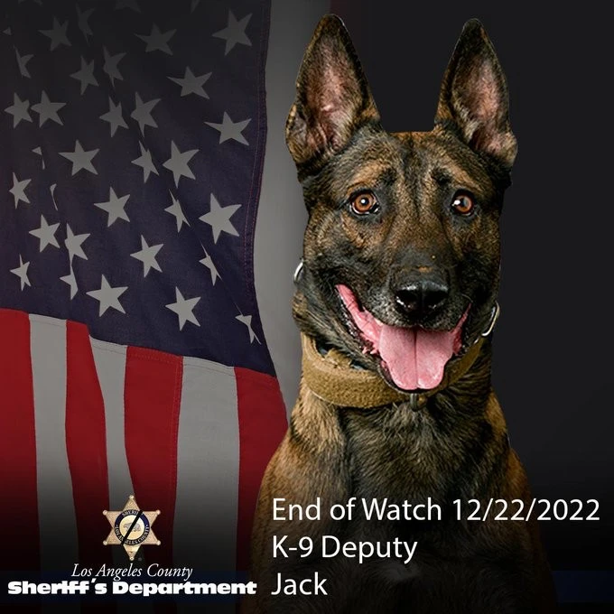 ‘We lost one of our partners today’: LA Sheriff K9 killed during shootout that left suspect dead
😢RIP, Jack. You died a hero saving fellow human officers🇺🇸💙
ktla.com/news/local-new… 
@LASDHQ
#ThinBlueLine #dog #K9 #police #WaronDrugs #DogsoTwitter #OPLive @OfficialOPLive