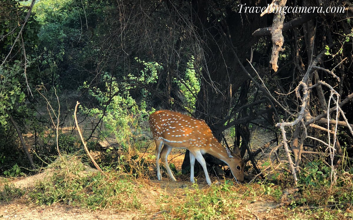 photojourney_tc's tweet photo. Day 14: Started from Gwalior & took detour to Bharatpur Bird Sanctuary.
spotted Northern Pintails, Greylag Geese, Bar-headed Geese, and the usual favorites such as kingfishers, darters, cormorants, egrets, herons, raptors etc.
#travvelingcameraonroad
#shotoniphone8plus https://t.co/d6MXJPMJ88