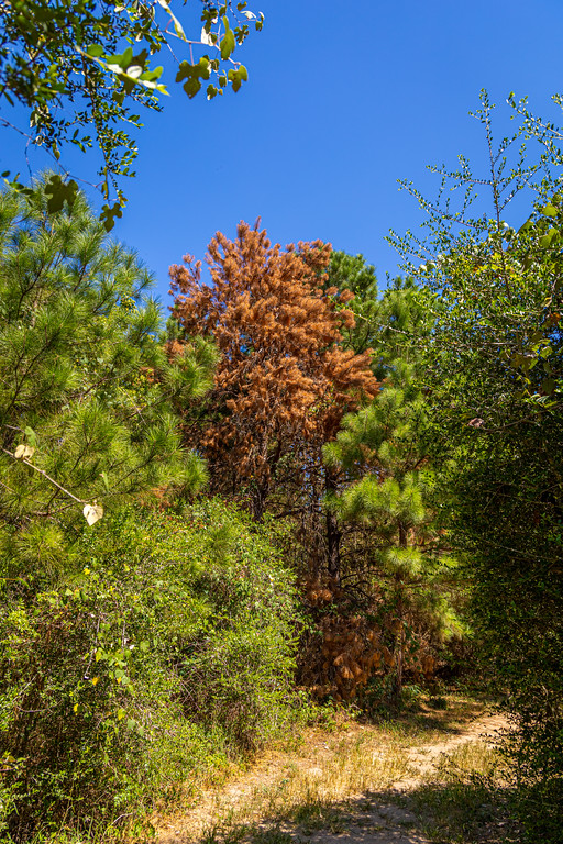 Our favorite nature park around recently off Phase II construction!

Cullinan Park’s latest construction project will deliver 75 new parking spaces to our popular nature park and 1.2 miles of new trails to our park patrons!