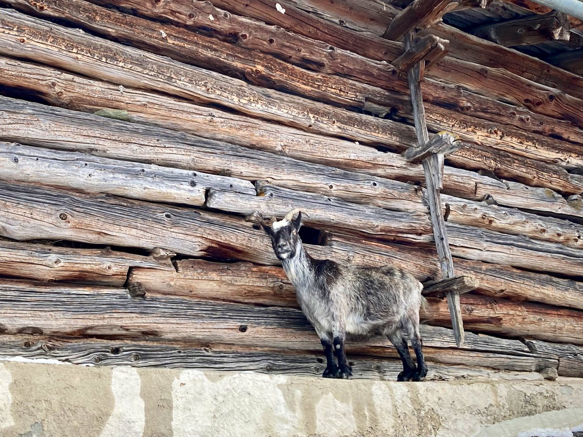 segliota's tweet photo. Heute sind wir gemütlich von Sils Maria zur Alp Muot Selvas ins #Fextal gewandert. Es war warm wie im April 😌Dort feine Polenta zu Mittag gegessen und die wunderbare Gastfreundschaft genossen. Danke Edi und Eva
#Geheimtipp
#Engiadina
@Graubunden @MySwitzerland_d https://t.co/fbp9EZEtqj