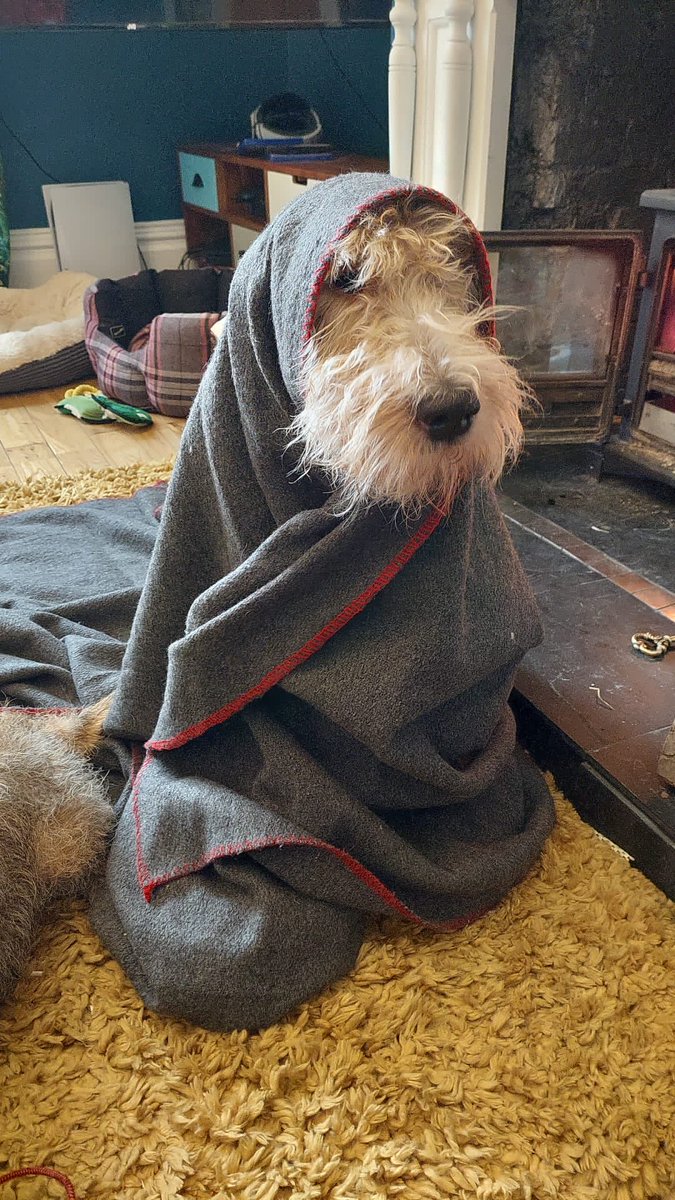 This is #BraveBarney getting ready for the next cold blast. 😂😂😂❤️