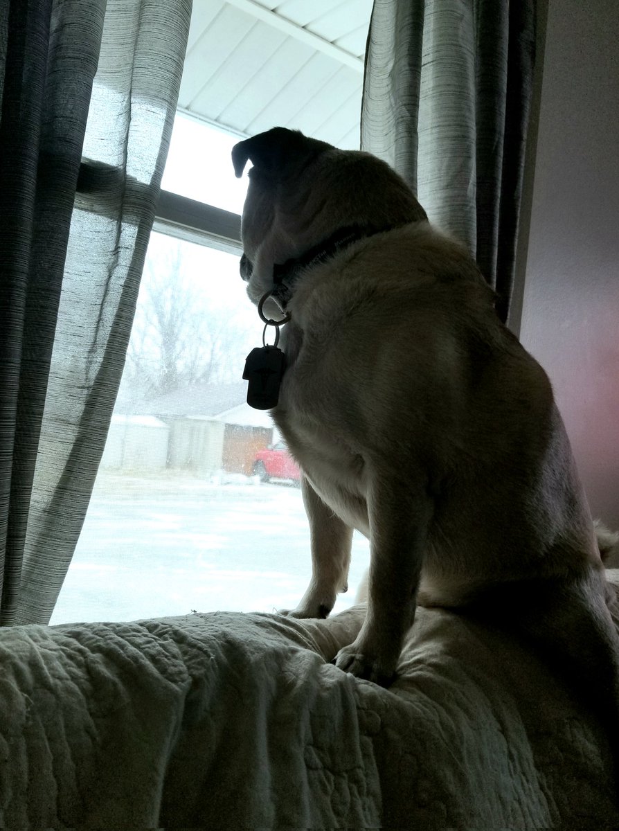 LiamWonderPug's tweet photo. I just watched black birds being blown around the sky like leaves. Channeling Hitchcock, this is for The Birds.

#WinterStorm #nonames? #ilwx #KravitzReport #Pugsoftwitter #dogslife #FridayThe23rd #dogs #pugs https://t.co/rykZsyXGgj
