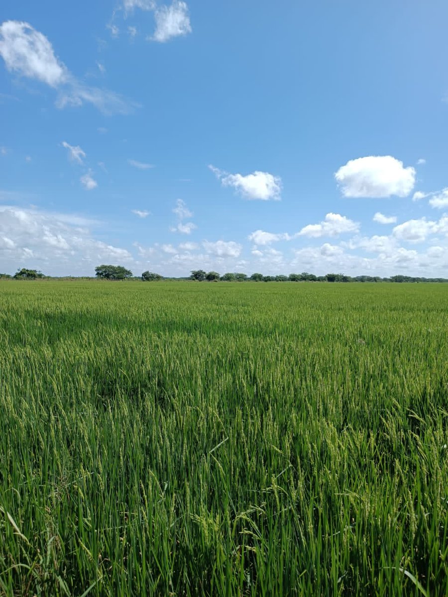Nuestros productores agrícolas siguen trabajando y produciendo por Venezuela 🌾

Y estos colores vibrantes que nos regalan nos llenan el corazón de paz y regocijo en vísperas de Navidad 🌲

El campo no se detiene

#comprometidosconelcampo 🚜💚🌾
#ComunidadFuturagro