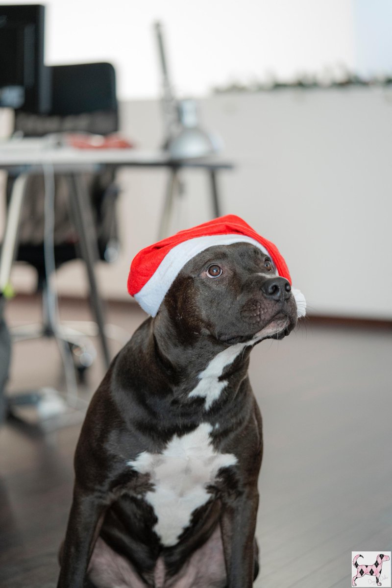 Merry Christmas from #DogsbyDebin! We hope you enjoy your holiday! ✨🎄🎁