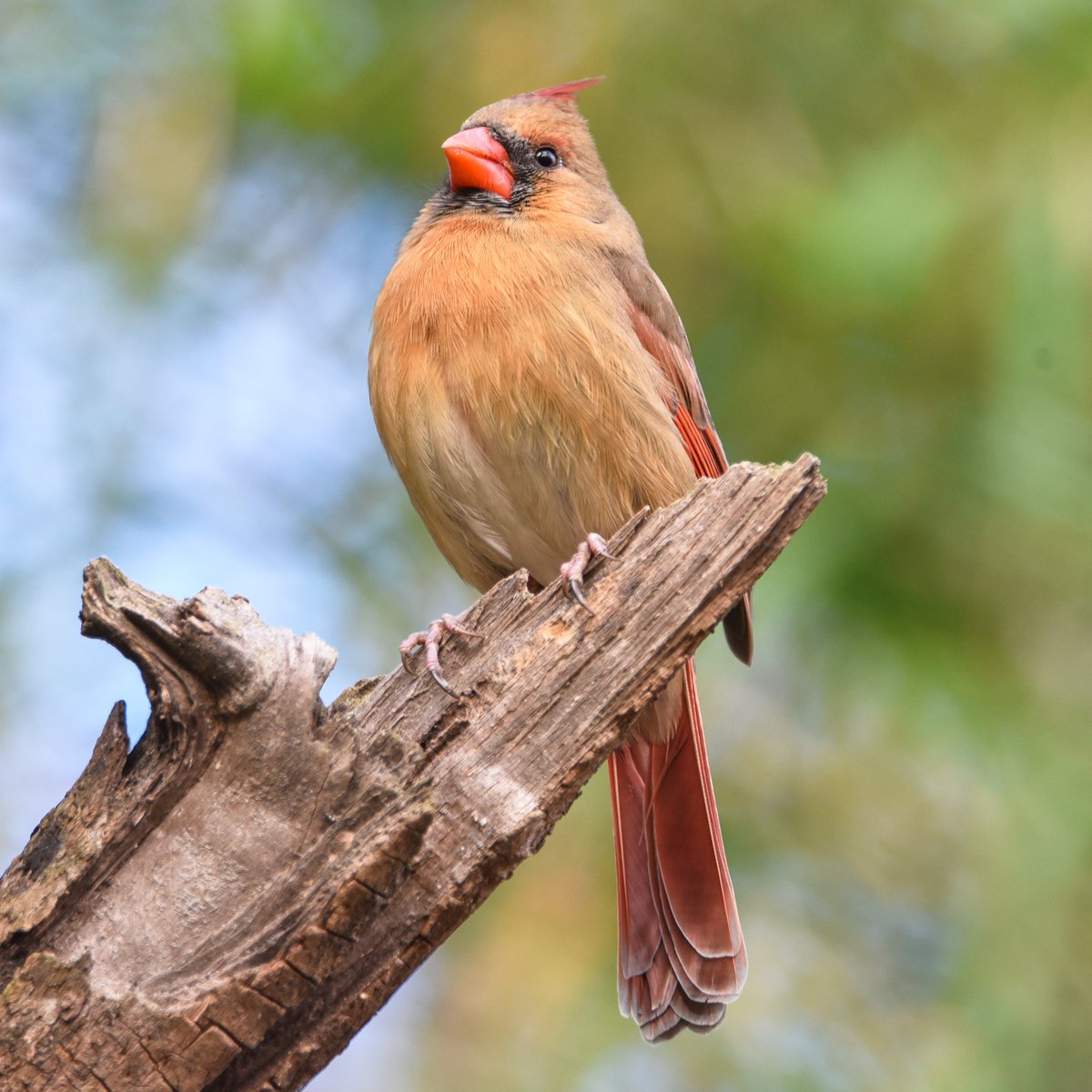 The opinionated Cardinal assumes the Pose of The All Knowing.

#your_best_birds #marvelouz_animals_ #joyful_pics
#total_birds #kings_birds
#made_nature_pics #world_bestanimal #onfire_animals #onfire_wildnature #kings_animals_love #ok_animals #asi_es_fauna
 #stupefying_animals