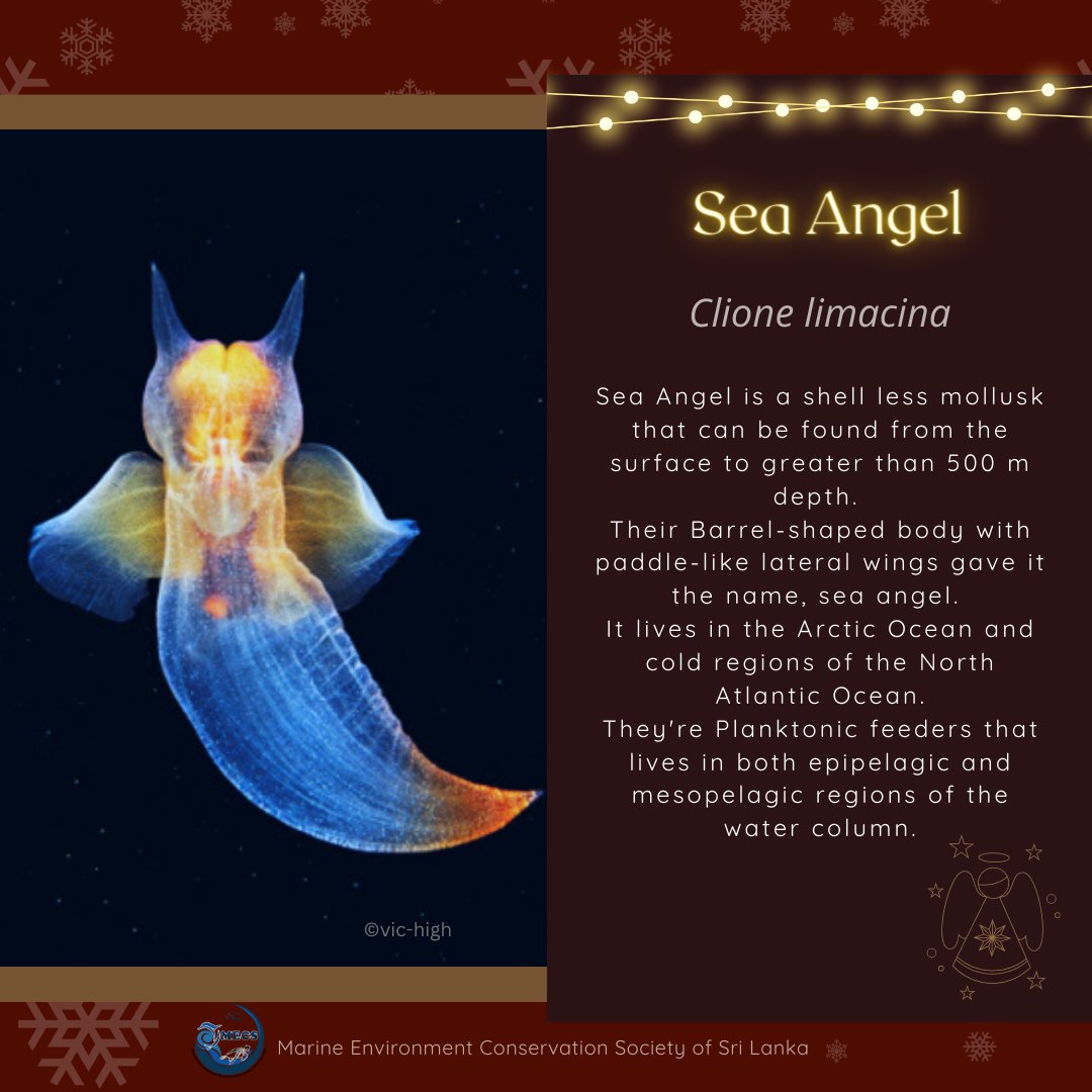 ✨🎄⛄💕🌊
Let's get to know of some Christmas themed Ocean creatures around the world.
🎅🏻✨🌨️❄️
Merry Christmas to all of you sweet souls who loves and protects the mother nature
#MerryChristmas 
#MECS
#Ocean #OceanConservation 
#SaveOceans