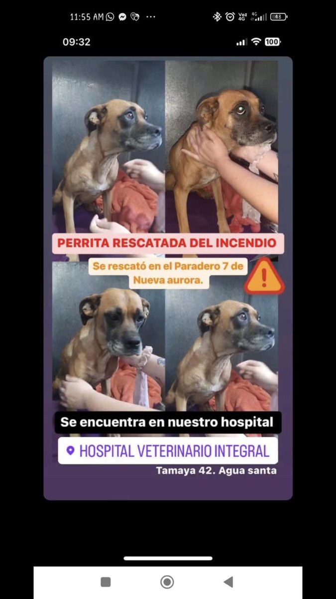 BlanquitaMontt's tweet photo. Se encuentra en el hospital veterinario integral #RescateIncendio #MascotaPerdids #ViñadelMar https://t.co/4crQYLKM0r