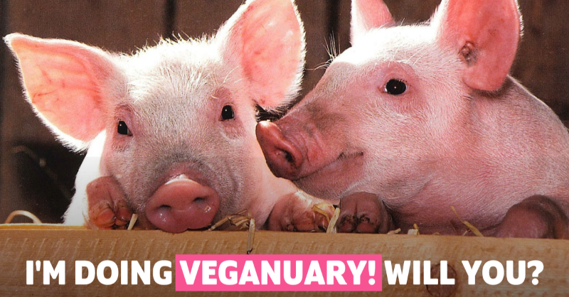 veganuary's tweet photo. Who's with us?! 💕 RT and let everyone know you're taking part in Veganuary this year!⁠ ⁠There's still time to sign up if you haven't yet - https://t.co/gyGiS6JFVJ #Veganuary2023 https://t.co/7hQJgBWC4r