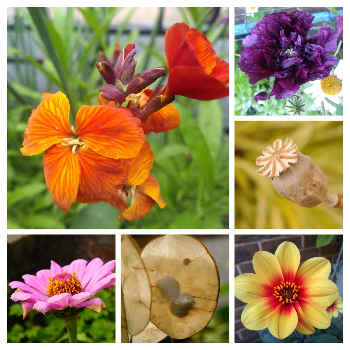 #FlowersOnFriday looking back at some of the tuber/ seed-sown flowers I've grown on #MyBalcony over spring & summer 🌱🌱 looking forward to seeing what selfseeders I'll have next year 😀