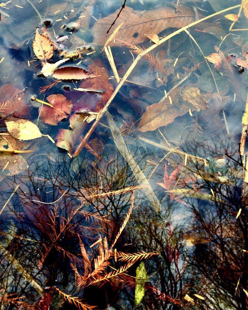 takuji_ichikawa's tweet image. #reflectionphotography #pondreflection #waterreflection