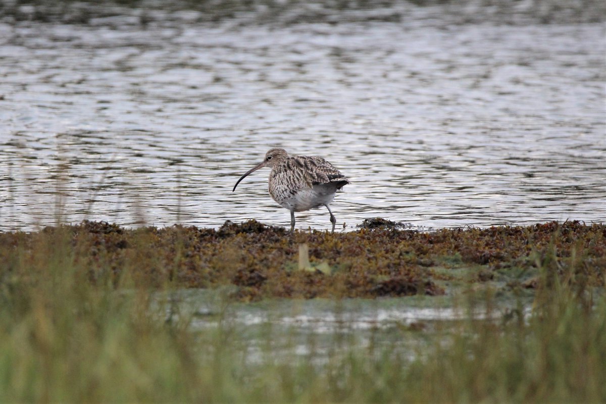 BirdAwareSolent's tweet photo. Number 11 in our #12birdsofChristmas countdown is the curlew, a chunky wader that joins us from Scandinavia and Russia to take advantage of the Solent's rich coastal habitats. Find out more about the Solent's curlews and listen to their unique call: https://t.co/9i9oA8SEsl https://t.co/53XoeJDDst