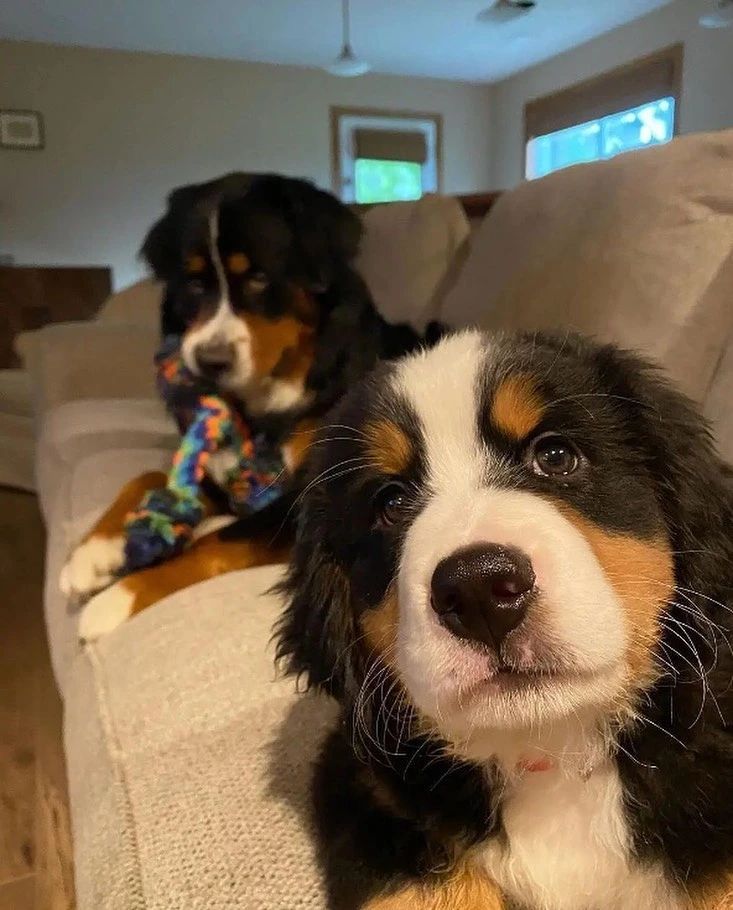 好吧真是搞不懂，抢我玩具还要在后面摆臭脸