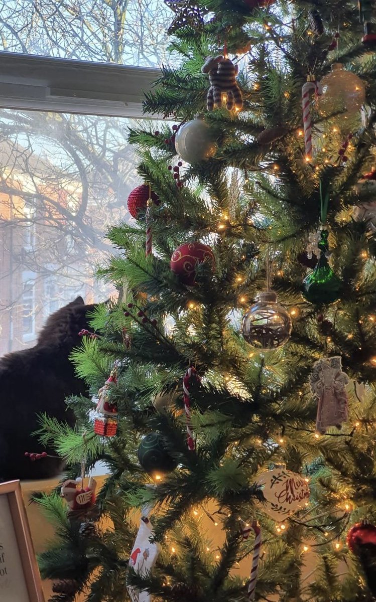 ruben_corella's tweet photo. #MerryChristmas #merrydays #merryfriday #merrytimes #dayoff #celebrating #celebration #carols #carolssingers #singasong #chistmas #Christmas #Christmastree #tree #decor #home #sweethome #abeto #vite https://t.co/fZt08sRLvk