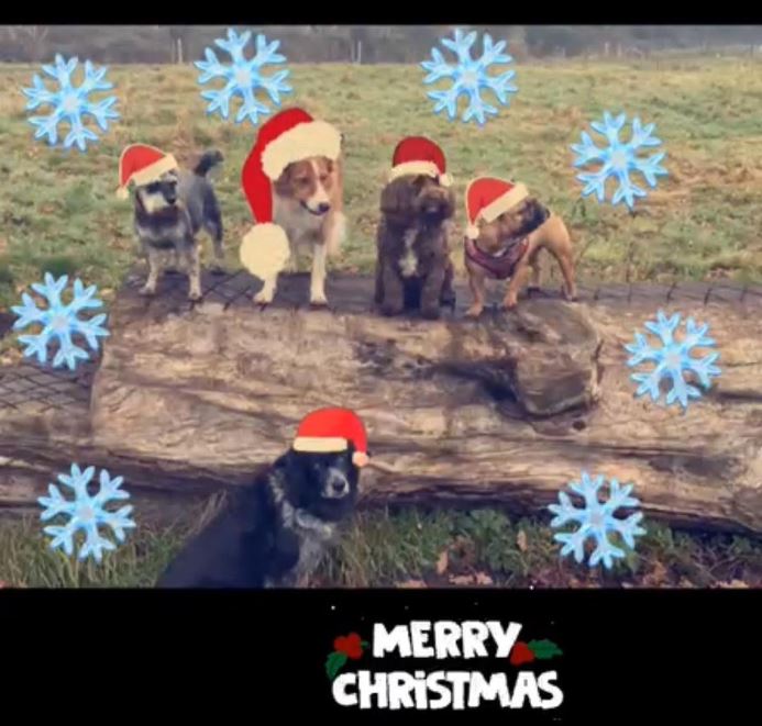 Merry Christmas from the TAD team and the TAD security team 🐶🐶🐶🐶🐶 our office will close today at 5pm and reopen 3rd January! We want to thank all our customers for their continued support and we hope you all have a lovely Christmas and a happy new year! #tad #officedogs