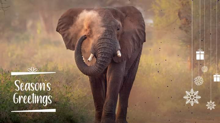 Merry Christmas and a Happy New year to everyone, hope all your Dreams come true 😃
Here is to a very exciting 2023.

'Bringing you closer to  #wildlife' 

Phil & #wildlifedreams 🎄

#Safari Travel Agency of the Year

 #Africa #wildlifephotography #wildlifehides #travel #big5