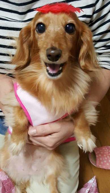 癒し🐶 https://t.co/gsj3FdPLVU 