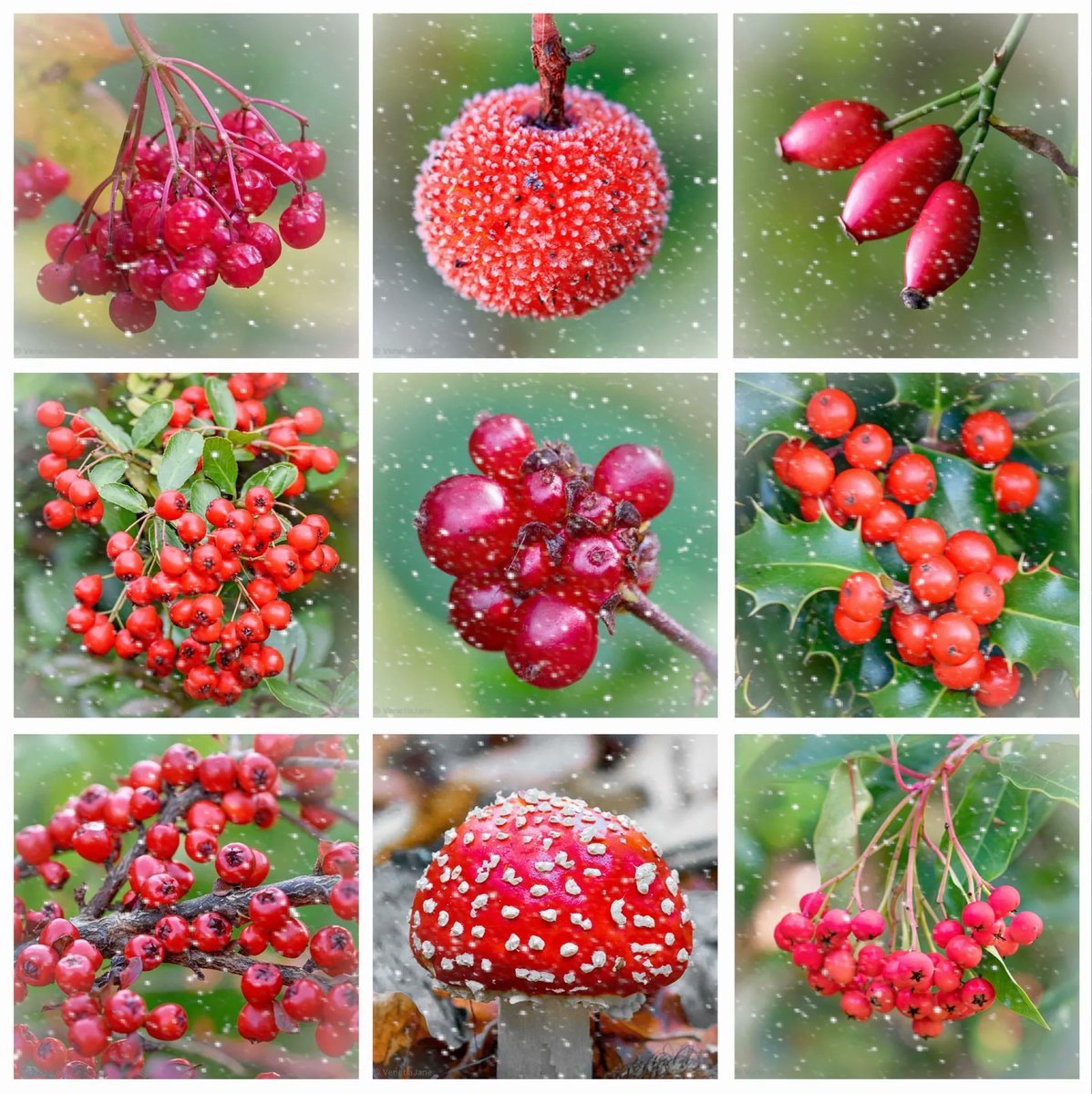 In many countries around the world there is a belief that red is a lucky colour. I share with you these gifts from Mother Nature, her ruby-coloured gems, in the hope that they will fill your festive season with good luck, fortune and much #joy. Happy #Christmas to you all!