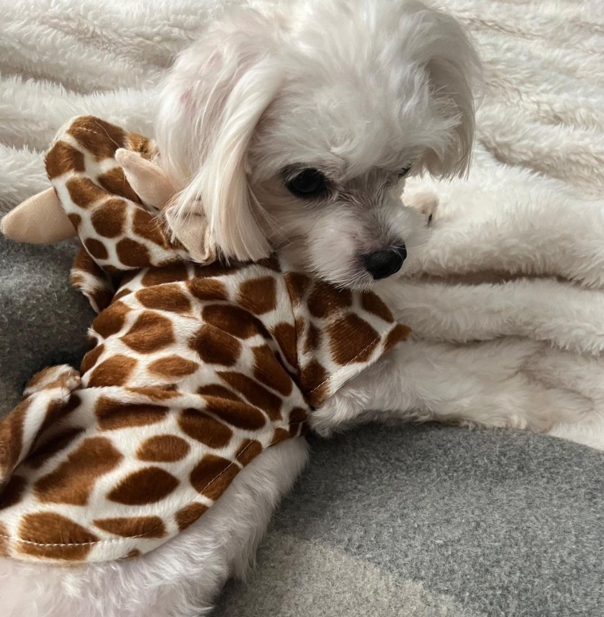 ErinSmith0908's tweet photo. What a cute giraffe I have here 😚
#giraffelist
#doglover
#dogoutfit
#famousdog
#dogsoftwitter
#animallovers https://t.co/WvJqjyjafK